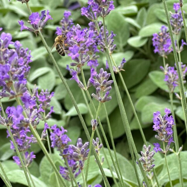 Nicht nur Bienen lieben Lavendel, auch für unsere Haut und unsere Seele ist diese Heilpflanze ein Segen. Es riecht wunderbar, entspannt und wirkt auch antibakteriell, wundheilend und schmerzlindernd.
In unseren KAMI Produkten verwenden wir keine Duftstoffe aber duftende Inhaltsstoffe die über das vegetative Nervensystem gut tun.
#lavendel 
#naturkosmetik 
#hautprobleme 
#kamihilft